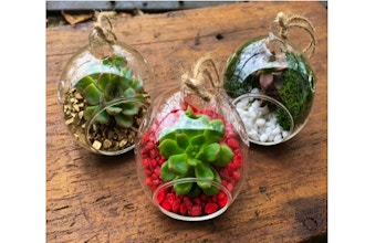 Plant Nite: Holiday Succulent Ornaments - Set of 3